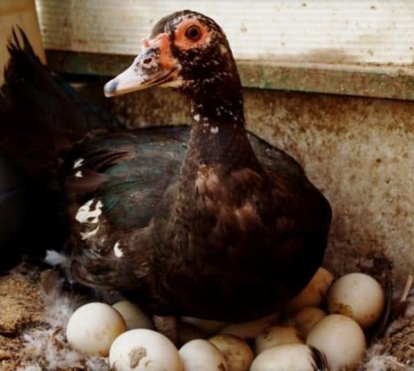 Сколько дней сидит индоутка на яйцах: как долго их высиживает и когда начинает нестись
