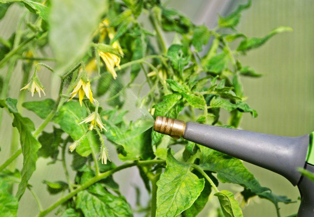 Зачем нужны фосфорно-калийные удобрения для выращивания томатов