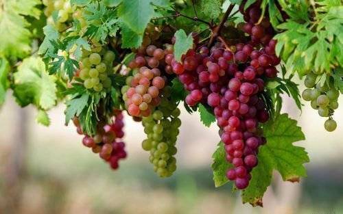 ᐉ дубовский красный - гибридная форма винограда - roza-zanoza.ru