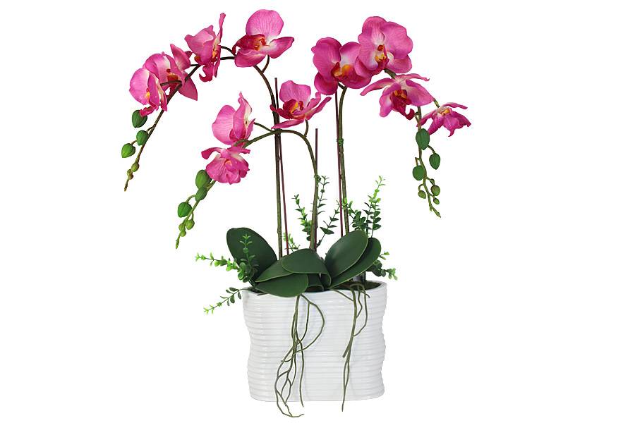 Как нарастить корни у детки орхидеи, отрастить их на цветоносе и вырастить новую орхидею?