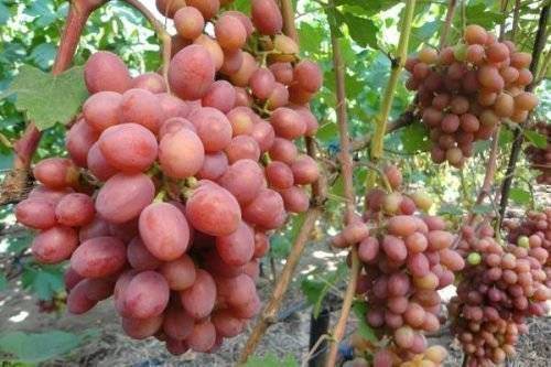 Виноград гурман ранний: описание сорта, фото и отзывы садоводов