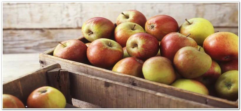 Как хранить яблоки: создаем оптимальную температуру для хранения зимой + правильно выбираем тару