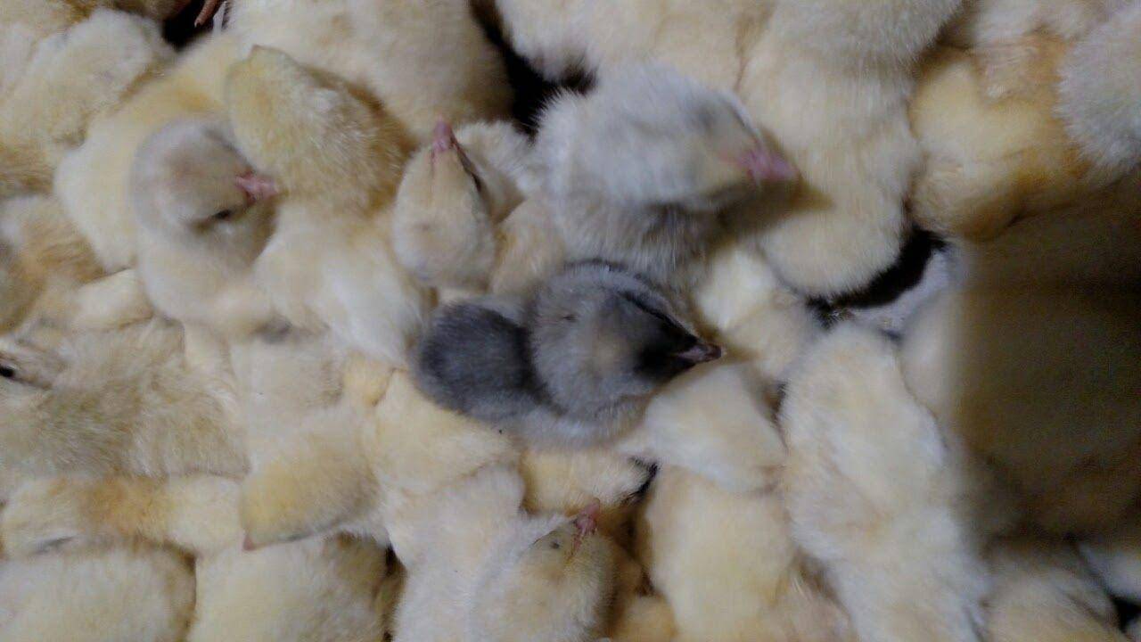 Кормление цыплят несушек с первого дня в домашних условиях