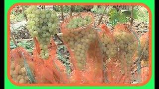 Виноград антоний великий: описание сорта