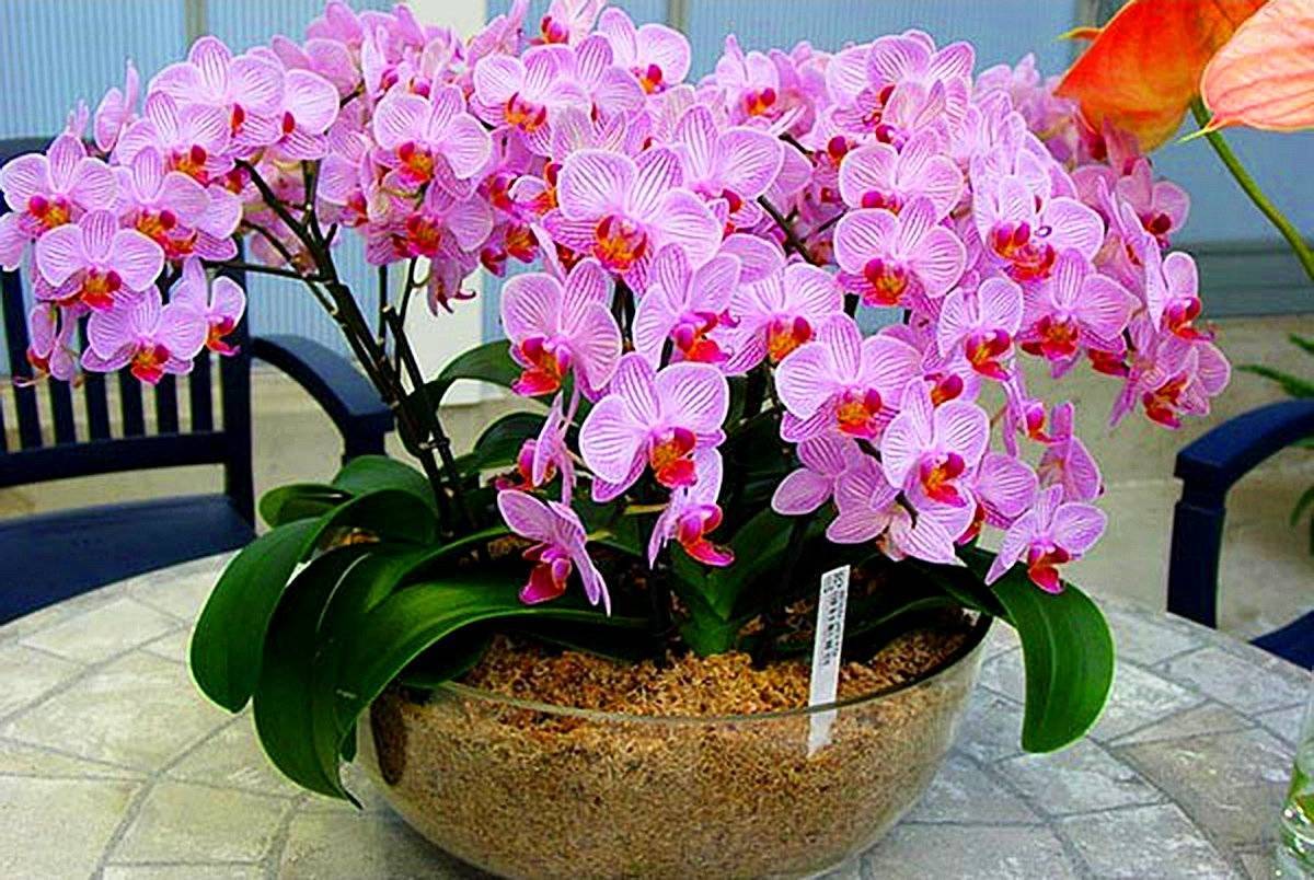 Чем подкормить орхидею – домашние и магазинные средства