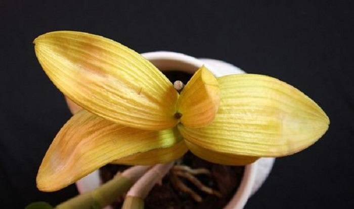 Реанимация орхидей без корней: как спасти орхидею, если у нее вялые листья? как нарастить корни в домашних условиях пошагово? как реанимировать в мини-тепличке?