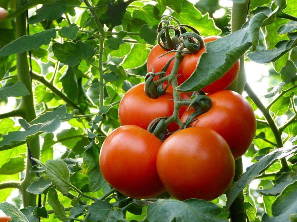 Томат махитос (f1): описание и характеристики сорта, фото кустов и помидоров, агротехника и нюансы выращивания