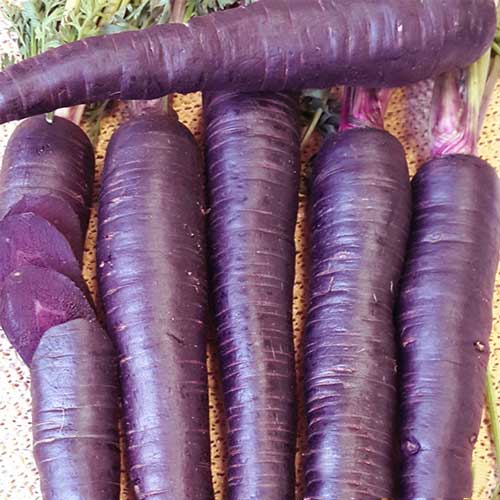Фиолетовая морковь: шоколадный заяц f1, карамель, пурпур, сиреневая королева, семена, синяя, описание сортов и гибридов, краткая история и отзывы