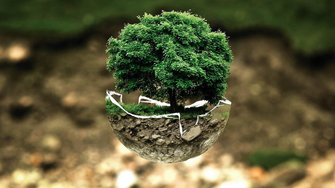 Как вырастить дерево бонсай: рекомендации по уходу за миниатюрной флорой