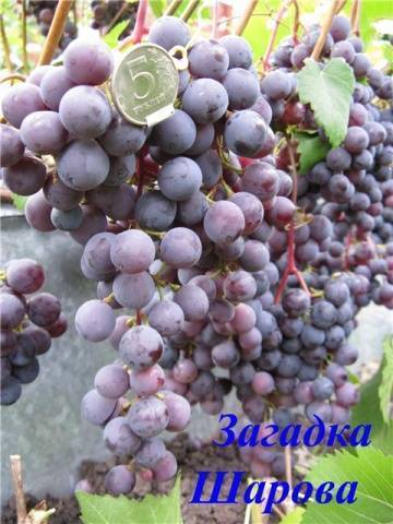 Описание и характеристики винограда сорта загадка шарова, правила посадки и ухода