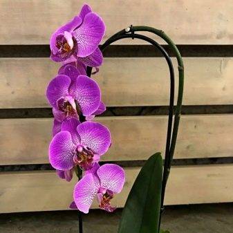 Розовые орхидеи (18 фото): описание сорта фаленопсиса «розовый дракон» и других, название желто-розовой орхидеи. правила ухода