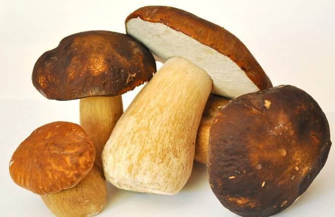 Как правильно чистить грибы – рекомендации по видам
