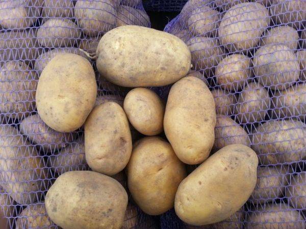 Картофель уладар: описание сорта, фото, отзывы