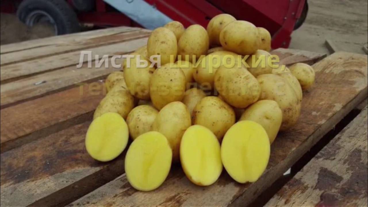 Картофель гала: характеристика сорта, отзывы, описание сорта