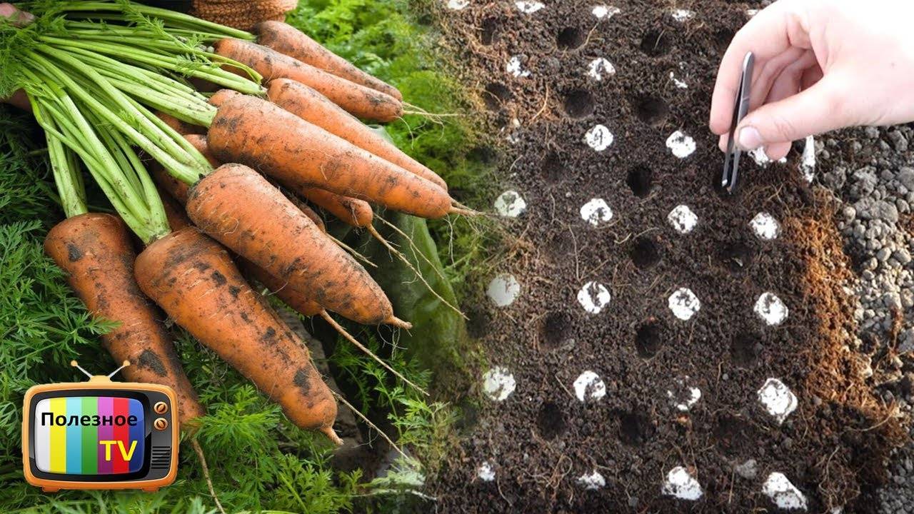 Правильная посадка моркови в открытый грунт весной и уход в последующем