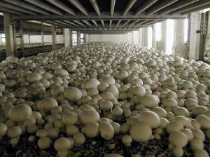 Выращивание шампиньонов в домашних условиях‎. как вырастить шампиньоны в подвале: подготовка компоста, высадка мицелия, уход за грибами и сбор урожая