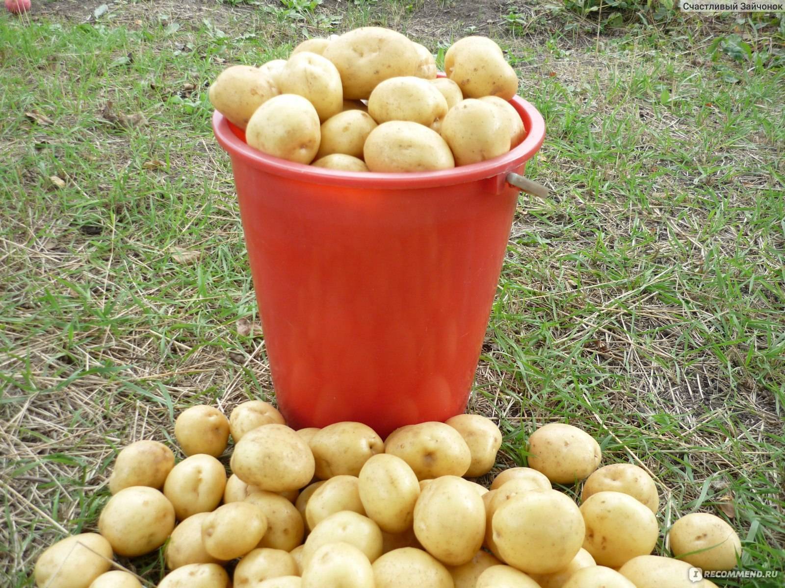 Сорт картофеля гала: фото и описание