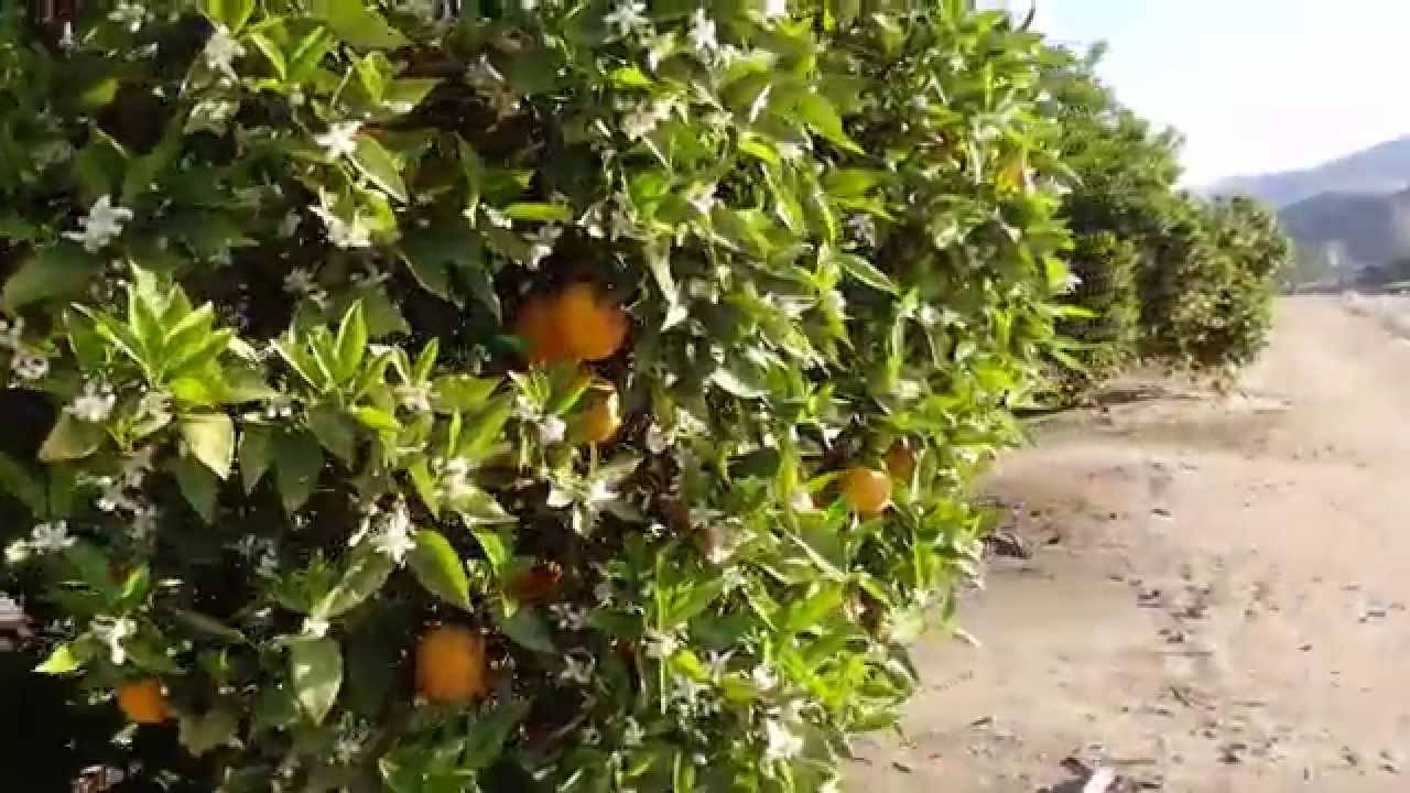 Где и как растут апельсины, особенности посадки и выращивания комнатного вида