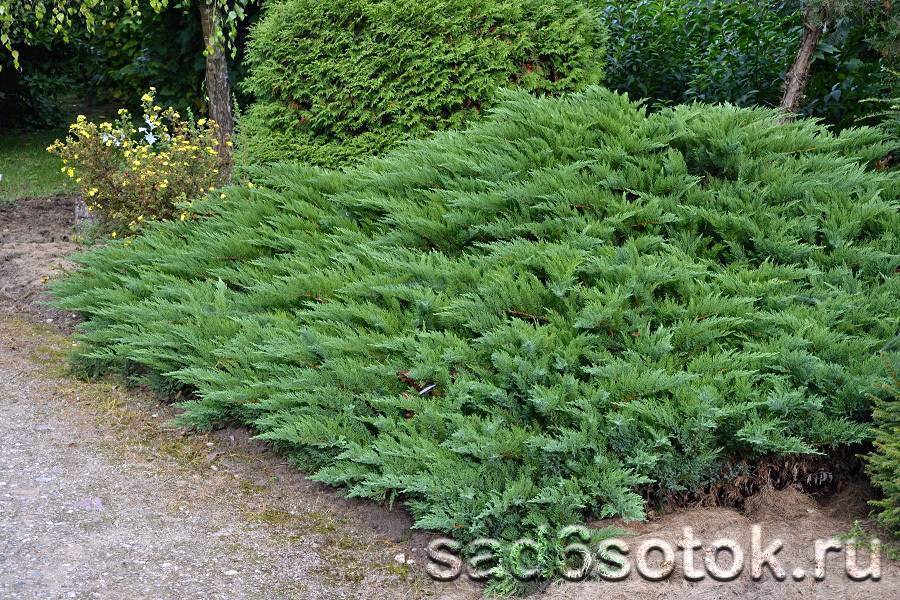 Можжевельник обыкновенный (juniperus communis)
