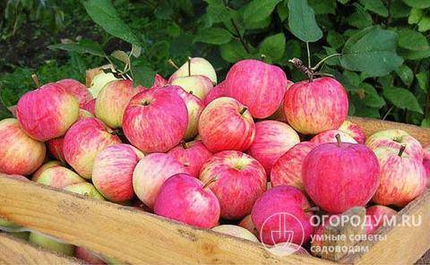 Сладкие сорта яблок для подмосковья, урала, средней полосы россии, беларуси и украины