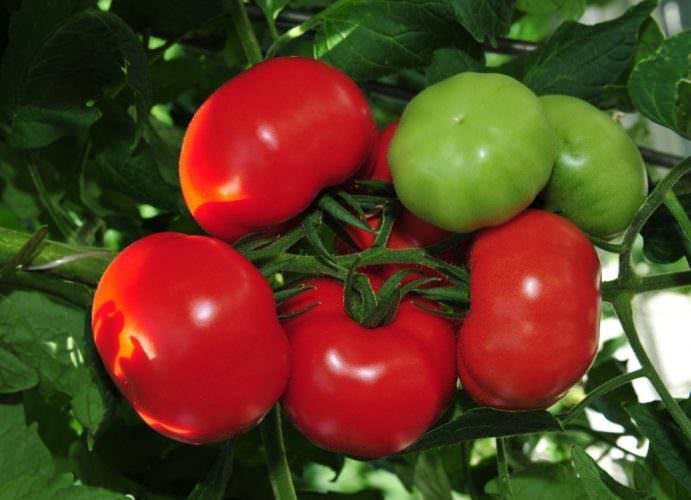 Характеристика сорта томата солероссо, его урожайность