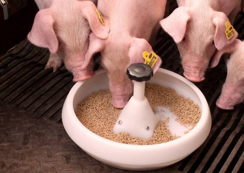 Стимуляторы роста для свиней: премиксы и добавки, бмвд и биодобавки