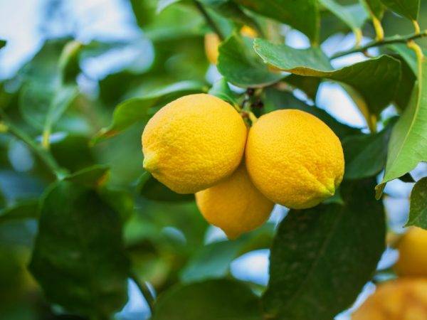 Виды лимонов: какие бывают, как определить, лучшие сорта