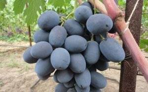 Виноград фуршетный: описание сорта, отзывы, фото