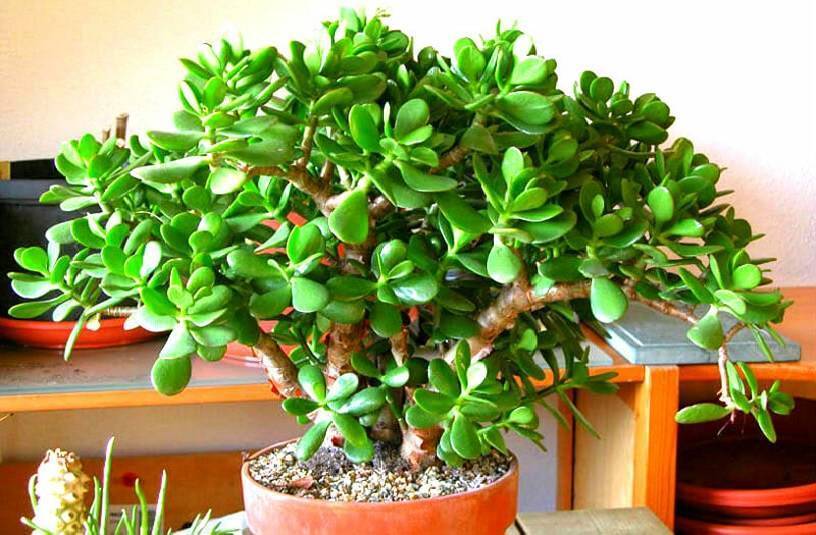 Комнатное растение денежное дерево: цветение и уход в домашних условиях