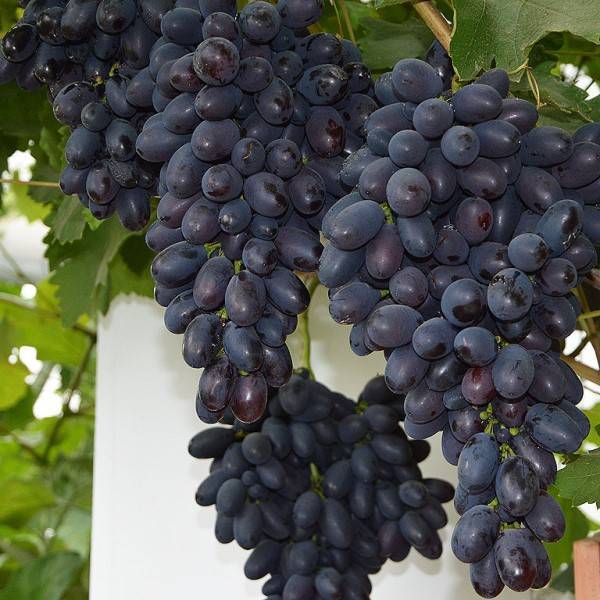 Виноград «Кодрянка»: описание сорта, фото, уход, отзывы
