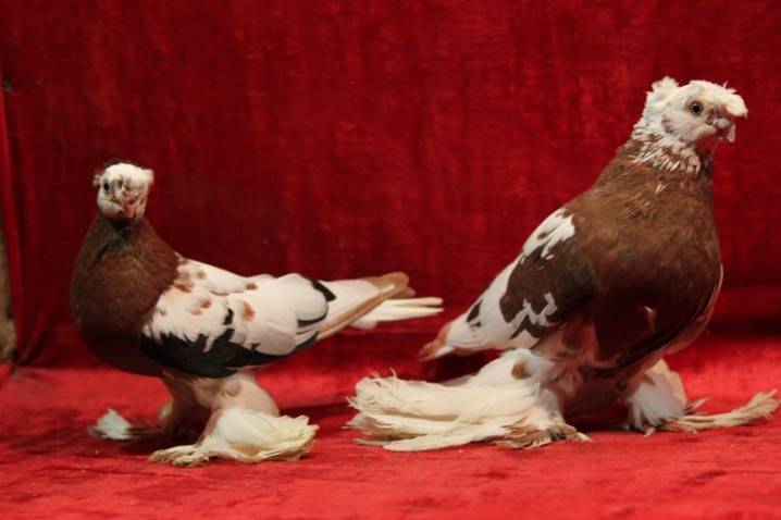 Иранские бойные голуби описание фото уход и содержание