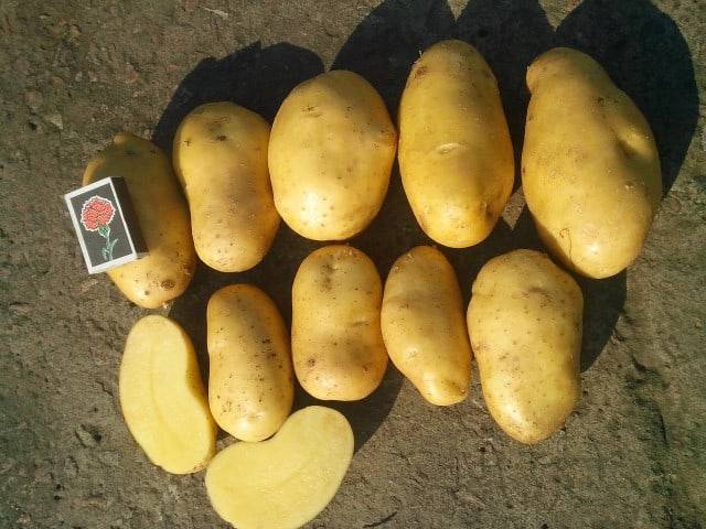 ᐉ сорт картофеля «гранада (granada)» – описание и фото - roza-zanoza.ru
