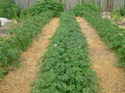 Выращивание картофеля по методу митлайдера и уход за посадками