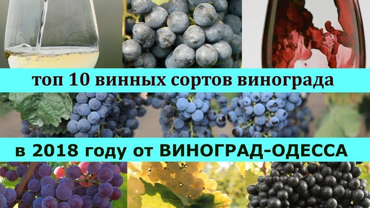 Виноград ливадийский черный: краткое описание сорта, уход, выращивание, отзывы