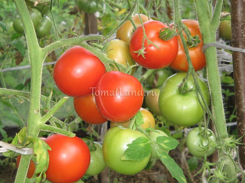 Выращиваем любимые томаты «бабушкин подарок» : описание сорта и его характеристика