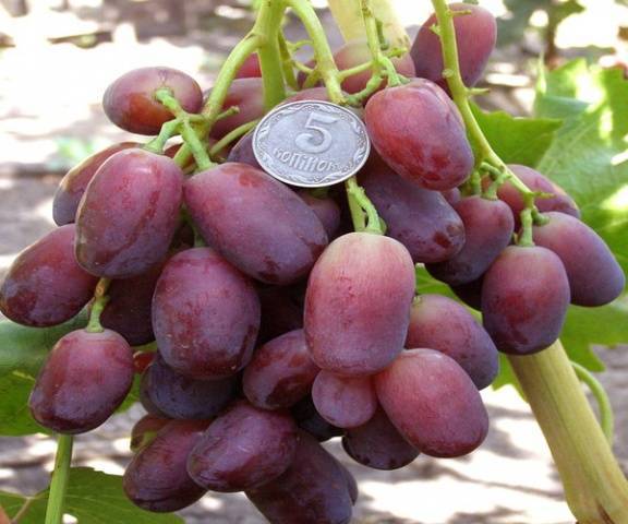 Виноградный сорт Ягуар — описание и правила агротехники