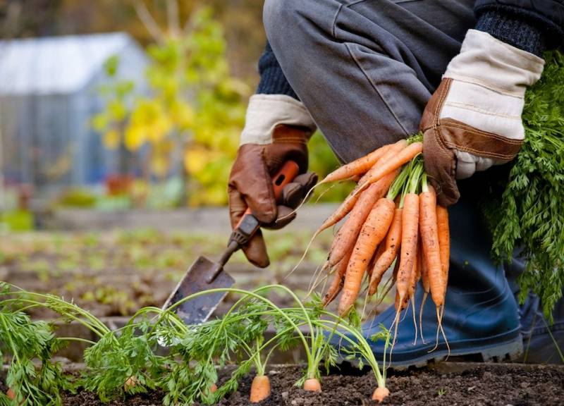 Когда сеять морковь в открытый грунт: сроки посадки, лучшее время для правильного размещения семян на урале и в других регионах, в какие дни можно исходя из погоды? русский фермер