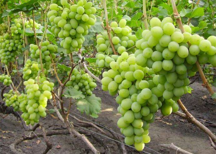 Виноград подарок запорожью: описание сорта