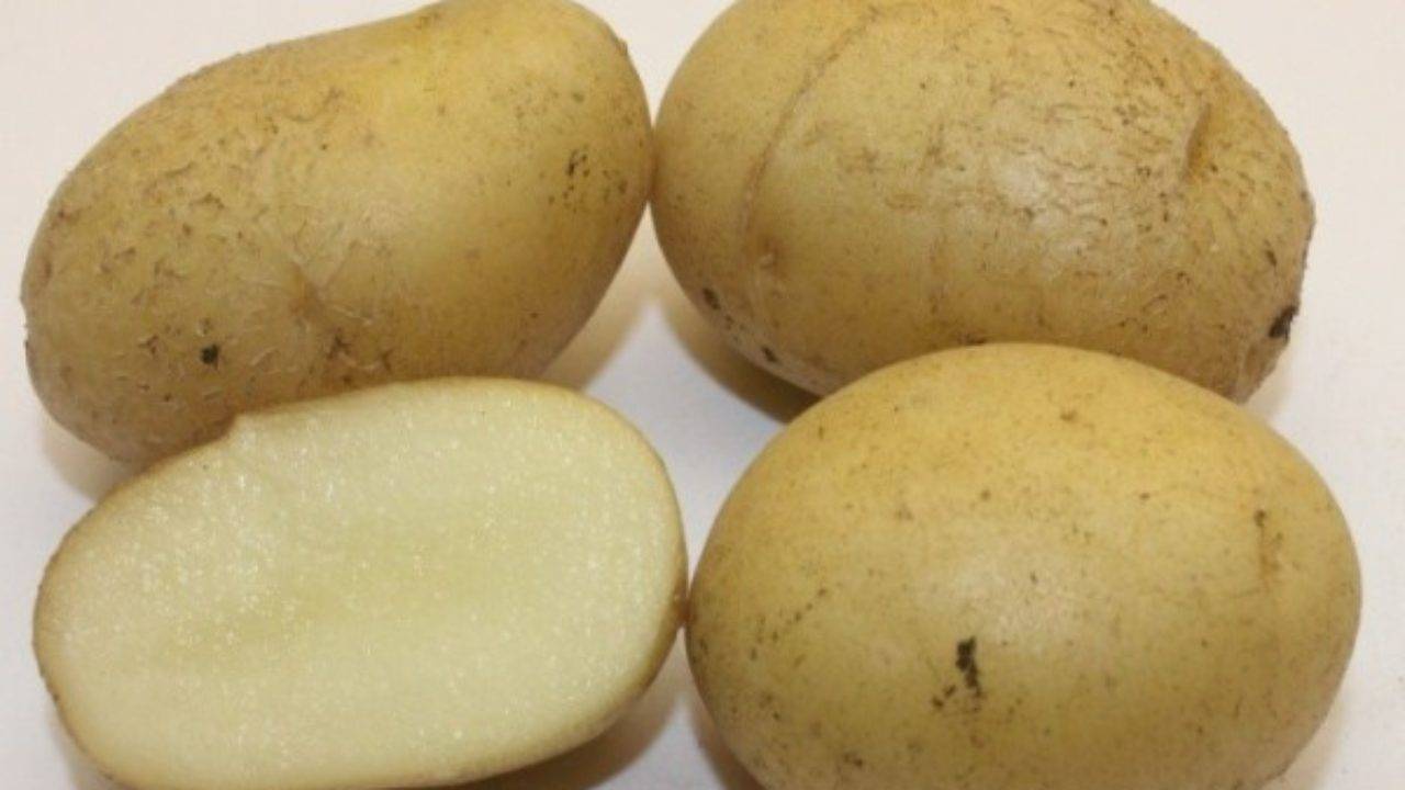 Картофель каменский - описание сорта, фото, отзывы