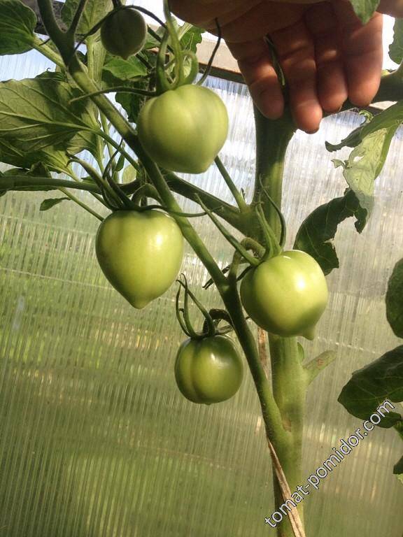 Томат "клубничное дерево": фото и описание, рекомендации по уходу за помидорами русский фермер