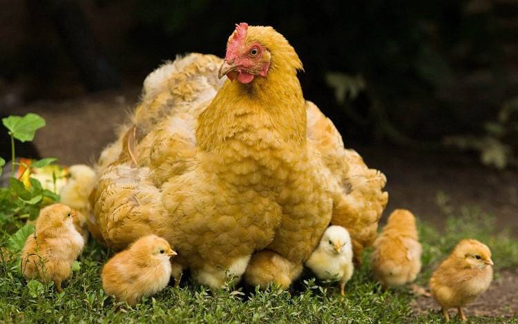 Чем и как кормить цыплят несушек в домашних условиях: советы, фото и видео