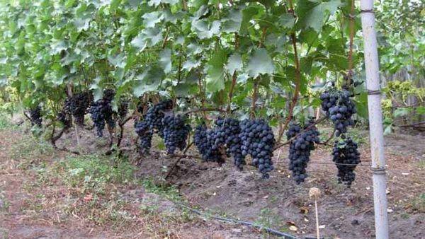Опора для винограда: как сделать подпорку своими руками на даче + фото