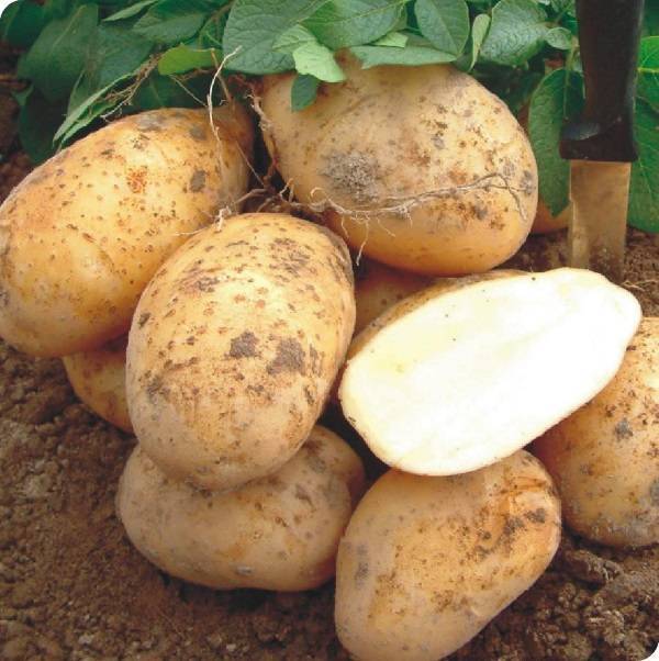 ᐉ сорт картофеля «колетте» – описание и фото - roza-zanoza.ru
