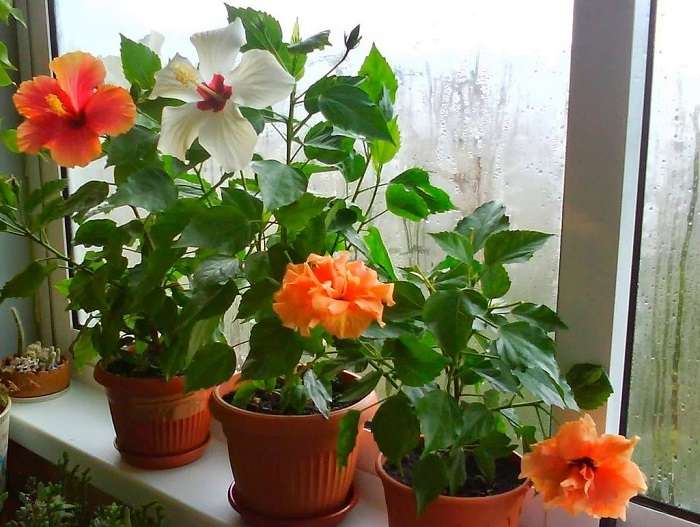 Гибискус комнатный (китайская роза) — уход в домашних условиях и почему не цветет?
