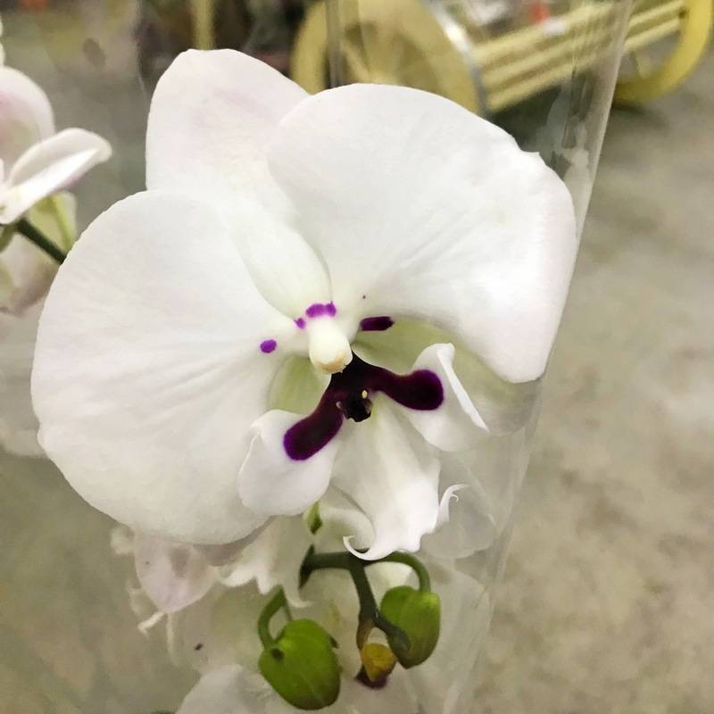 Фаленопсис легато: фото подвидов орхидеи бабочки и пелорика, признаки растения и основные расцветки бутонов, а также уход дома