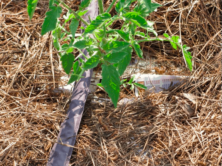 Как вырастить томаты галина кизима