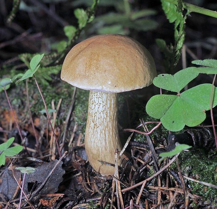 Гриб боровик: фото и описание всех видов гриба :: syl.ru