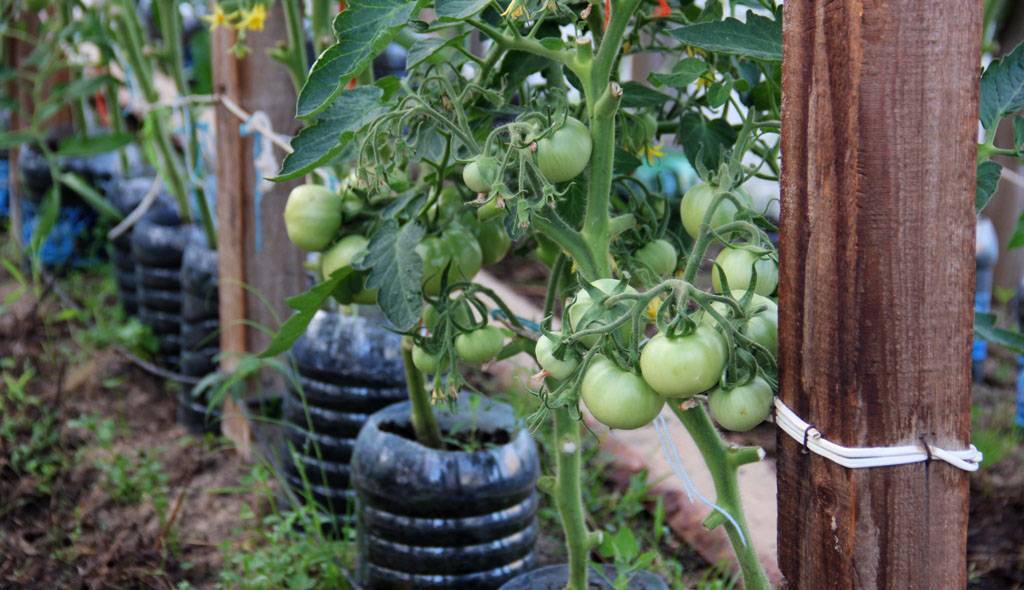 Как правильно подвязывать помидоры в теплице из поликарбоната: видео - способы подвязки помидор