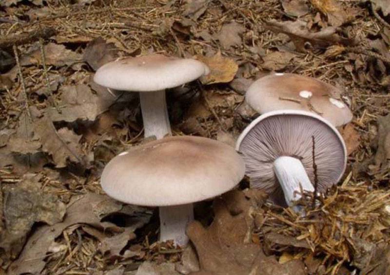 Серая рядовка – главный гриб поздней осени