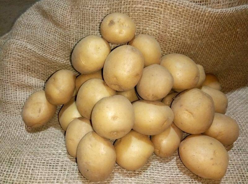 Лучшие сорта картофеля для урала (вкусные, урожайные, ранние, средние, поздние, рассыпчатые): описание, характеристика, фото